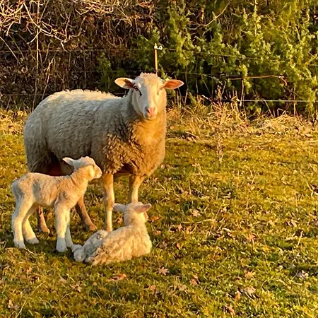 Au Combe De Canet Pensionat 3*