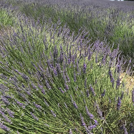 Au Combe De Canet 3*