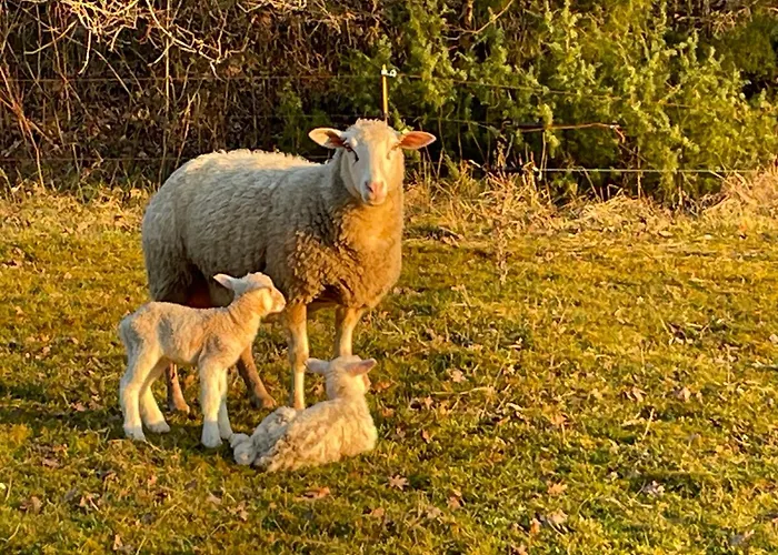 Au Combe De Canet Pensionat 3*