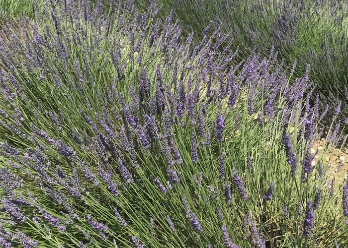 Au Combe De Canet 3*